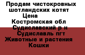 Продам чистокровных шотландских котят › Цена ­ 1 500 - Костромская обл., Судиславский р-н, Судиславль пгт Животные и растения » Кошки   
